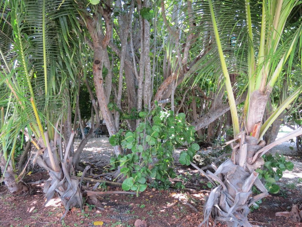 Ed & Ellen'S Lodgings Key Largo Exterior foto