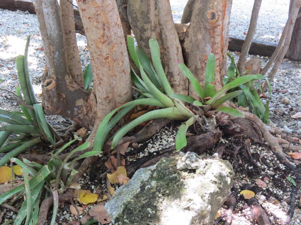 Ed & Ellen'S Lodgings Key Largo Exterior foto